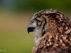 Workshop roofvogels